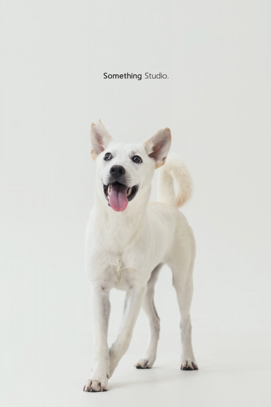 SOMETHINGSTUDIO,三牲工作室,三牲,中途攝影,寵物寫真,寵物攝影,寵物肖像,毛孩,毛孩寫真,汪星人,喵星人,兔星人,狗,米克斯,領養不棄養,領養代替購買