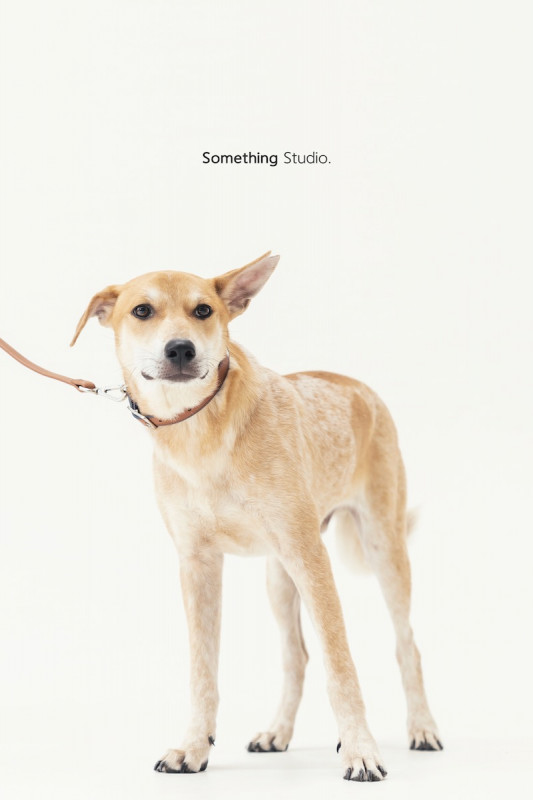 SOMETHINGSTUDIO,三牲工作室,三牲,中途攝影,寵物寫真,寵物攝影,寵物肖像,毛孩,毛孩寫真,汪星人,喵星人,兔星人,狗,米克斯,領養不棄養,領養代替購買