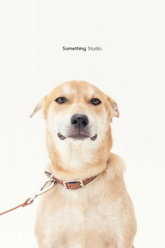 SOMETHINGSTUDIO,三牲工作室,三牲,中途攝影,寵物寫真,寵物攝影,寵物肖像,毛孩,毛孩寫真,汪星人,喵星人,兔星人,狗,米克斯,領養不棄養,領養代替購買
