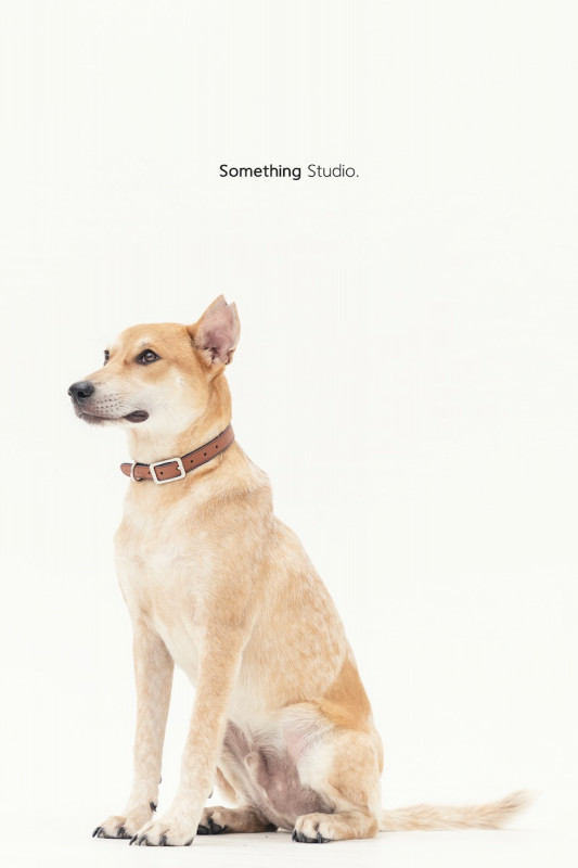 SOMETHINGSTUDIO,三牲工作室,三牲,中途攝影,寵物寫真,寵物攝影,寵物肖像,毛孩,毛孩寫真,汪星人,喵星人,兔星人,狗,米克斯,領養不棄養,領養代替購買