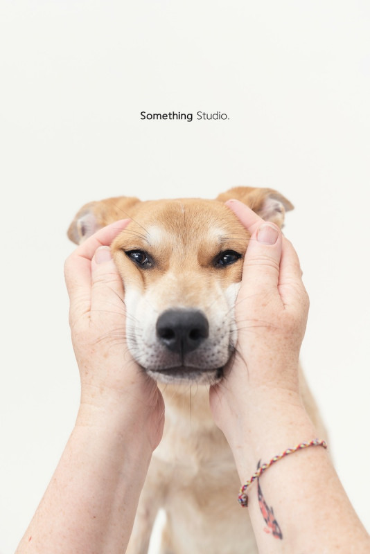SOMETHINGSTUDIO,三牲工作室,三牲,中途攝影,寵物寫真,寵物攝影,寵物肖像,毛孩,毛孩寫真,汪星人,喵星人,兔星人,狗,米克斯,領養不棄養,領養代替購買