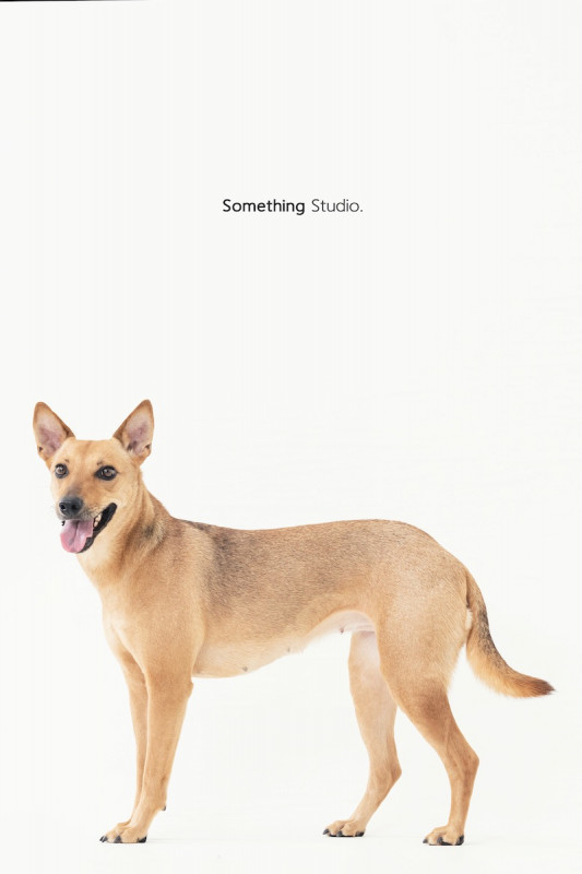 SOMETHINGSTUDIO,三牲工作室,三牲,中途攝影,寵物寫真,寵物攝影,寵物肖像,毛孩,毛孩寫真,汪星人,喵星人,兔星人,狗,米克斯,領養不棄養,領養代替購買