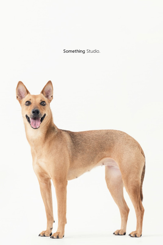 SOMETHINGSTUDIO,三牲工作室,三牲,中途攝影,寵物寫真,寵物攝影,寵物肖像,毛孩,毛孩寫真,汪星人,喵星人,兔星人,狗,米克斯,領養不棄養,領養代替購買