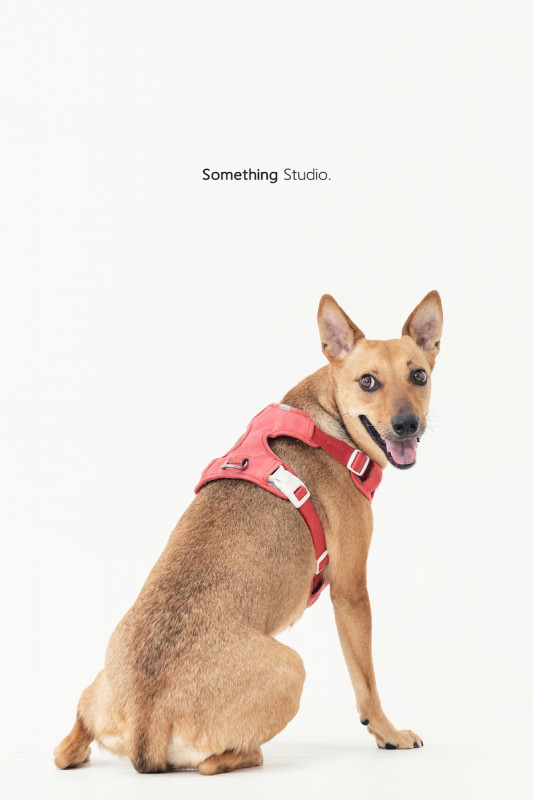 SOMETHINGSTUDIO,三牲工作室,三牲,中途攝影,寵物寫真,寵物攝影,寵物肖像,毛孩,毛孩寫真,汪星人,喵星人,兔星人,狗,米克斯,領養不棄養,領養代替購買