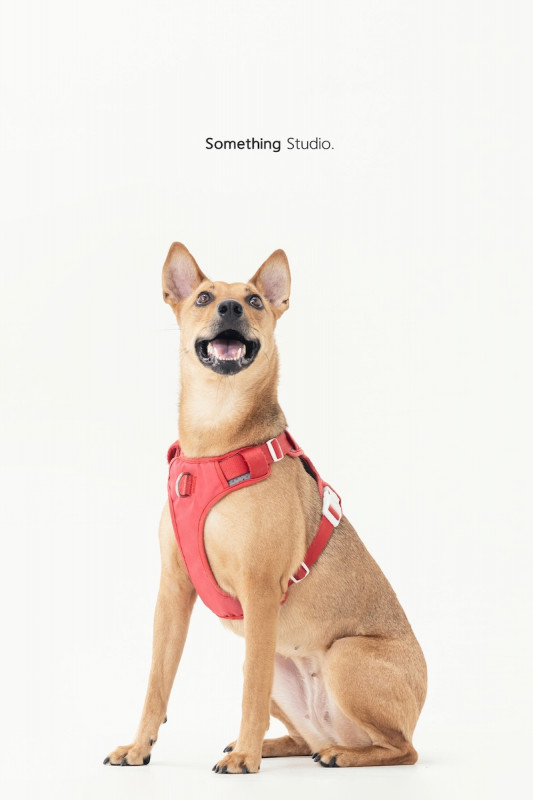 SOMETHINGSTUDIO,三牲工作室,三牲,中途攝影,寵物寫真,寵物攝影,寵物肖像,毛孩,毛孩寫真,汪星人,喵星人,兔星人,狗,米克斯,領養不棄養,領養代替購買