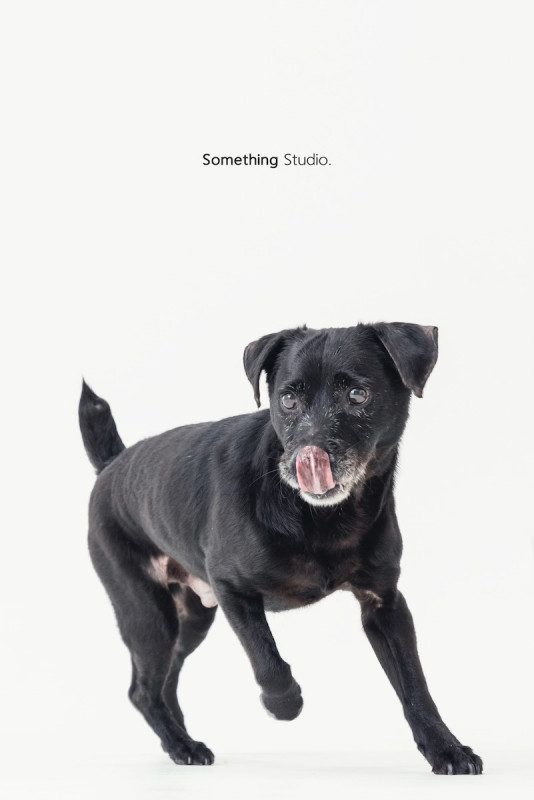 SOMETHINGSTUDIO,三牲工作室,三牲,中途攝影,寵物寫真,寵物攝影,寵物肖像,毛孩,毛孩寫真,汪星人,喵星人,兔星人,狗,米克斯,領養不棄養,領養代替購買