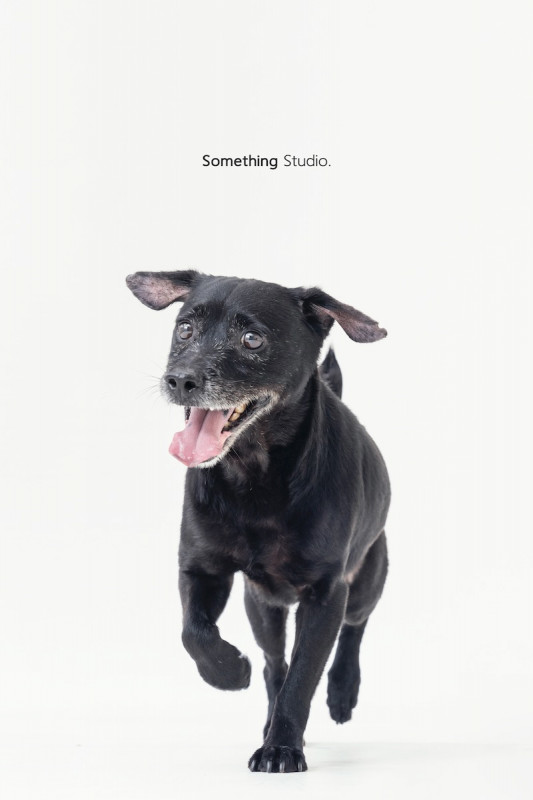SOMETHINGSTUDIO,三牲工作室,三牲,中途攝影,寵物寫真,寵物攝影,寵物肖像,毛孩,毛孩寫真,汪星人,喵星人,兔星人,狗,米克斯,領養不棄養,領養代替購買