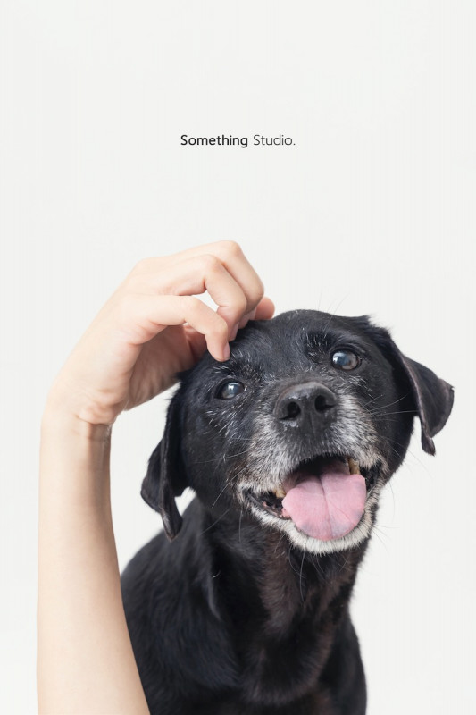 SOMETHINGSTUDIO,三牲工作室,三牲,中途攝影,寵物寫真,寵物攝影,寵物肖像,毛孩,毛孩寫真,汪星人,喵星人,兔星人,狗,米克斯,領養不棄養,領養代替購買
