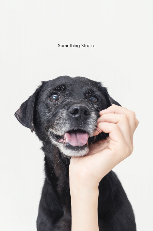 SOMETHINGSTUDIO,三牲工作室,三牲,中途攝影,寵物寫真,寵物攝影,寵物肖像,毛孩,毛孩寫真,汪星人,喵星人,兔星人,狗,米克斯,領養不棄養,領養代替購買