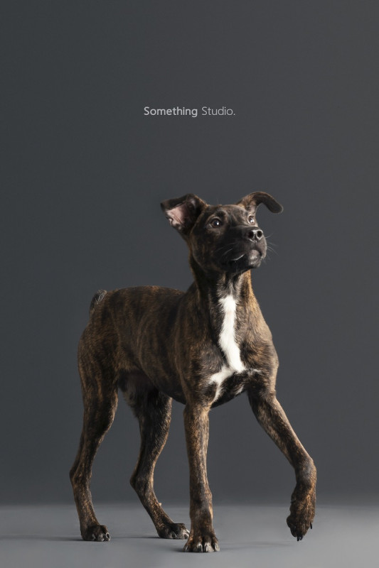 SOMETHINGSTUDIO,三牲工作室,三牲,中途攝影,寵物寫真,寵物攝影,寵物肖像,毛孩,毛孩寫真,汪星人,喵星人,兔星人,狗,米克斯,領養不棄養,領養代替購買