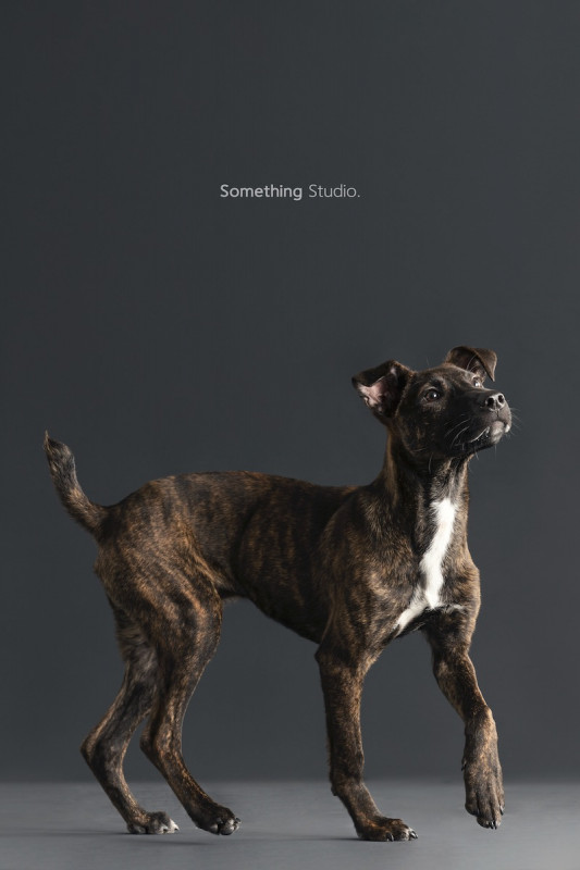 SOMETHINGSTUDIO,三牲工作室,三牲,中途攝影,寵物寫真,寵物攝影,寵物肖像,毛孩,毛孩寫真,汪星人,喵星人,兔星人,狗,米克斯,領養不棄養,領養代替購買