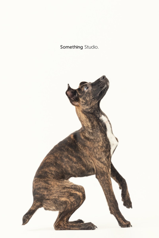 SOMETHINGSTUDIO,三牲工作室,三牲,中途攝影,寵物寫真,寵物攝影,寵物肖像,毛孩,毛孩寫真,汪星人,喵星人,兔星人,狗,米克斯,領養不棄養,領養代替購買