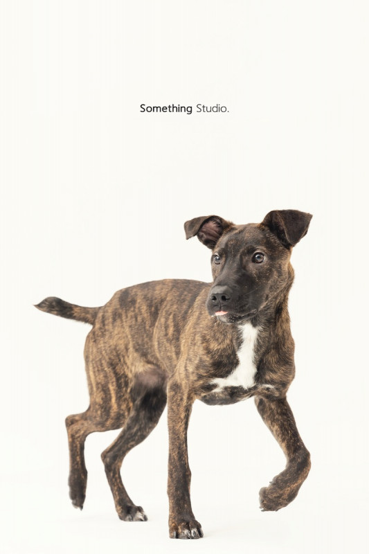SOMETHINGSTUDIO,三牲工作室,三牲,中途攝影,寵物寫真,寵物攝影,寵物肖像,毛孩,毛孩寫真,汪星人,喵星人,兔星人,狗,米克斯,領養不棄養,領養代替購買