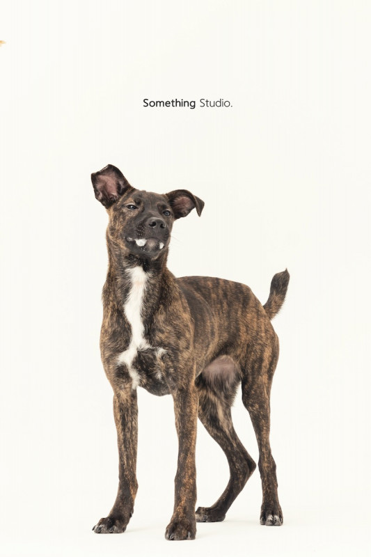 SOMETHINGSTUDIO,三牲工作室,三牲,中途攝影,寵物寫真,寵物攝影,寵物肖像,毛孩,毛孩寫真,汪星人,喵星人,兔星人,狗,米克斯,領養不棄養,領養代替購買
