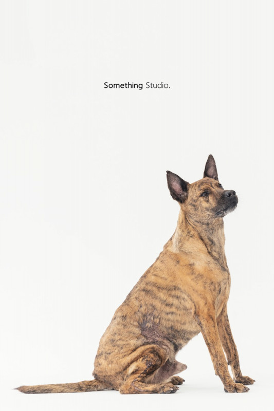 SOMETHINGSTUDIO,三牲工作室,三牲,中途攝影,寵物寫真,寵物攝影,寵物肖像,毛孩,毛孩寫真,汪星人,喵星人,兔星人,狗,米克斯,領養不棄養,領養代替購買