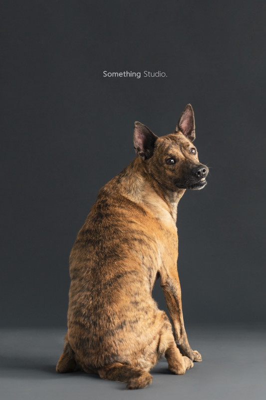 SOMETHINGSTUDIO,三牲工作室,三牲,中途攝影,寵物寫真,寵物攝影,寵物肖像,毛孩,毛孩寫真,汪星人,喵星人,兔星人,狗,米克斯,領養不棄養,領養代替購買
