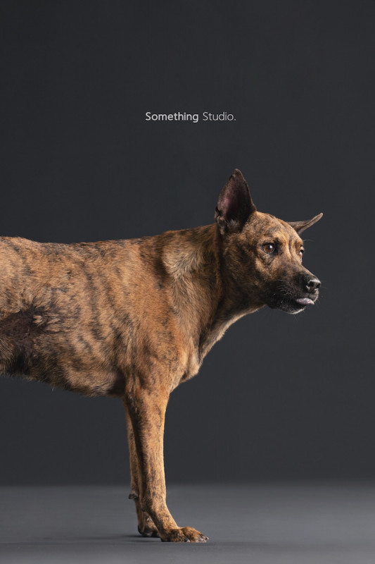SOMETHINGSTUDIO,三牲工作室,三牲,中途攝影,寵物寫真,寵物攝影,寵物肖像,毛孩,毛孩寫真,汪星人,喵星人,兔星人,狗,米克斯,領養不棄養,領養代替購買
