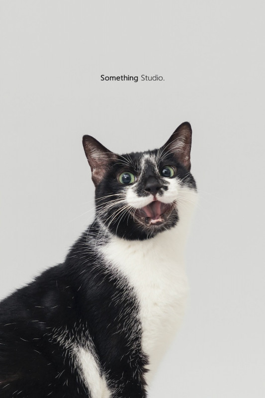 SOMETHINGSTUDIO,三牲工作室,三牲,中途攝影,寵物寫真,寵物攝影,寵物肖像,毛孩,毛孩寫真,汪星人,喵星人,兔星人,狗,米克斯,領養不棄養,領養代替購買