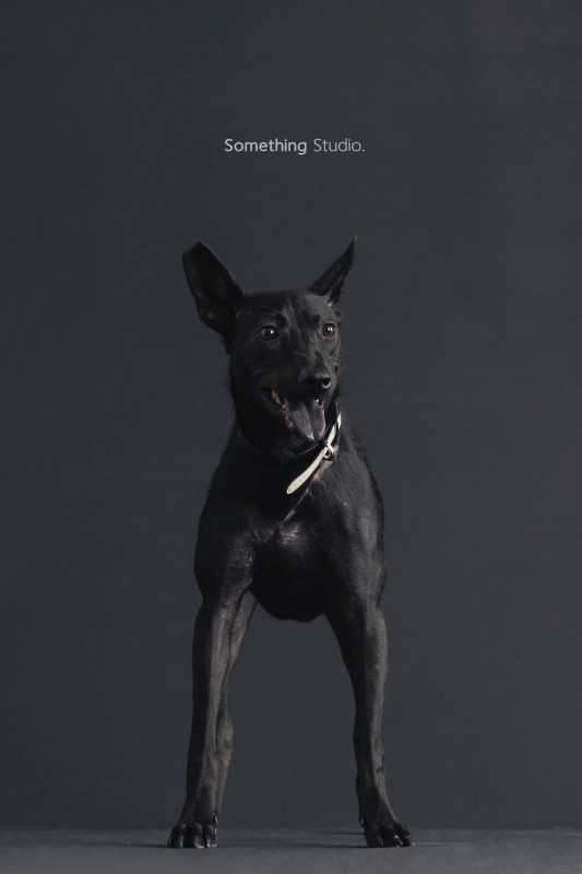 SOMETHINGSTUDIO,三牲工作室,三牲,中途攝影,寵物寫真,寵物攝影,寵物肖像,毛孩,毛孩寫真,汪星人,喵星人,兔星人,狗,米克斯,領養不棄養,領養代替購買