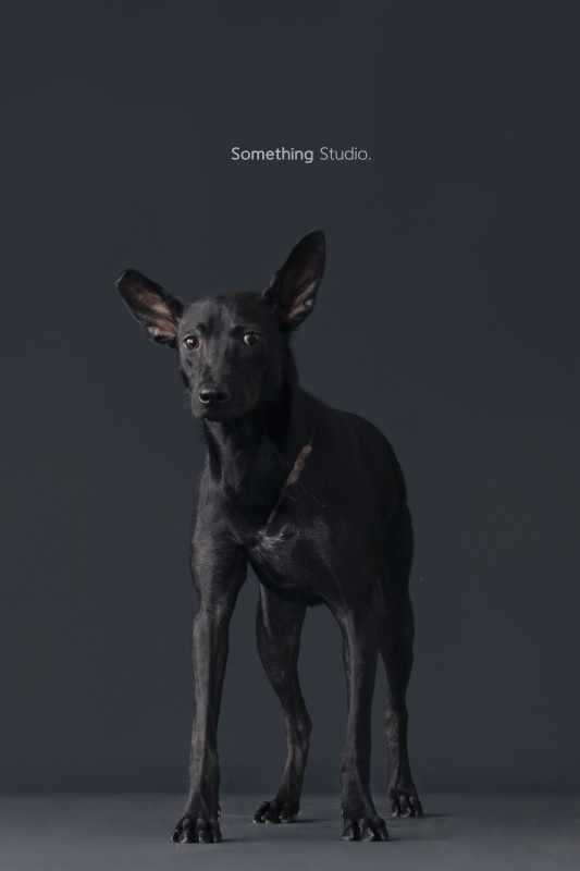 SOMETHINGSTUDIO,三牲工作室,三牲,中途攝影,寵物寫真,寵物攝影,寵物肖像,毛孩,毛孩寫真,汪星人,喵星人,兔星人,狗,米克斯,領養不棄養,領養代替購買
