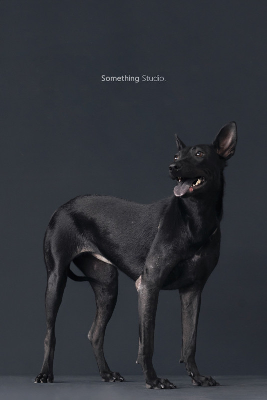 SOMETHINGSTUDIO,三牲工作室,三牲,中途攝影,寵物寫真,寵物攝影,寵物肖像,毛孩,毛孩寫真,汪星人,喵星人,兔星人,狗,米克斯,領養不棄養,領養代替購買