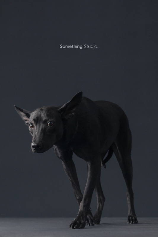 SOMETHINGSTUDIO,三牲工作室,三牲,中途攝影,寵物寫真,寵物攝影,寵物肖像,毛孩,毛孩寫真,汪星人,喵星人,兔星人,狗,米克斯,領養不棄養,領養代替購買