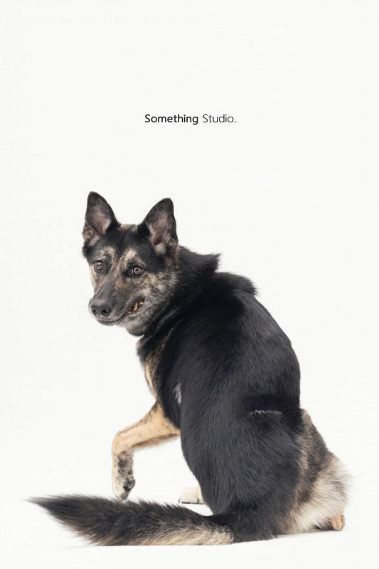 SOMETHINGSTUDIO,三牲工作室,三牲,中途攝影,寵物寫真,寵物攝影,寵物肖像,毛孩,毛孩寫真,汪星人,喵星人,兔星人,狗,米克斯,領養不棄養,領養代替購買