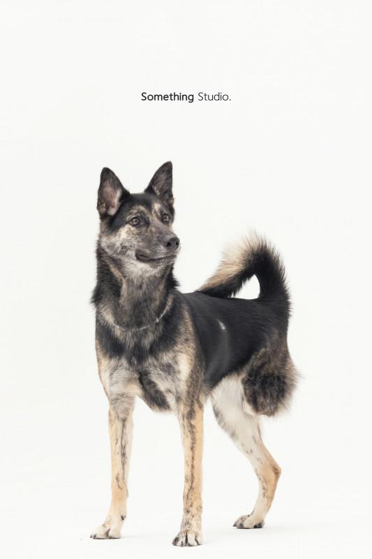 SOMETHINGSTUDIO,三牲工作室,三牲,中途攝影,寵物寫真,寵物攝影,寵物肖像,毛孩,毛孩寫真,汪星人,喵星人,兔星人,狗,米克斯,領養不棄養,領養代替購買