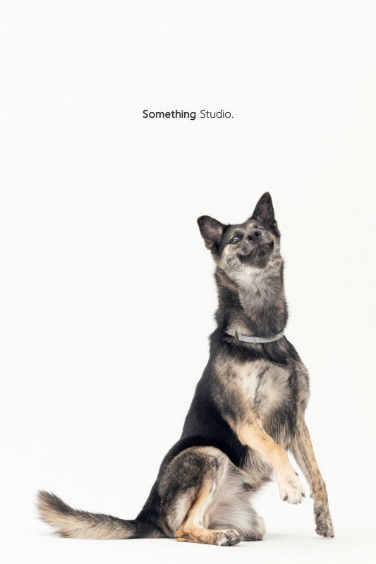 SOMETHINGSTUDIO,三牲工作室,三牲,中途攝影,寵物寫真,寵物攝影,寵物肖像,毛孩,毛孩寫真,汪星人,喵星人,兔星人,狗,米克斯,領養不棄養,領養代替購買