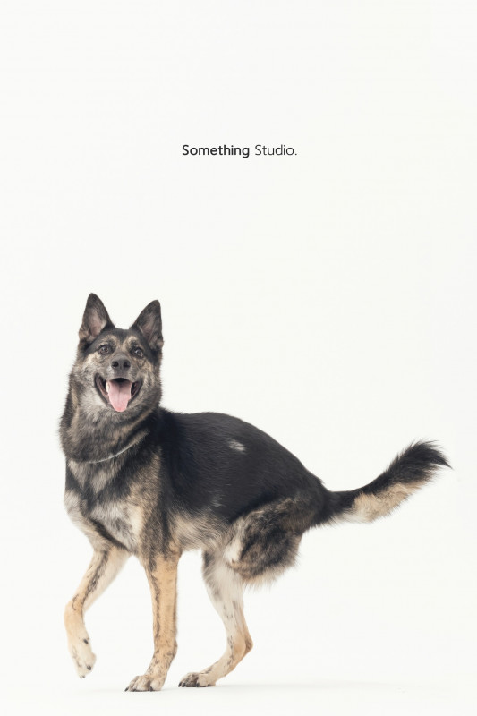 SOMETHINGSTUDIO,三牲工作室,三牲,中途攝影,寵物寫真,寵物攝影,寵物肖像,毛孩,毛孩寫真,汪星人,喵星人,兔星人,狗,米克斯,領養不棄養,領養代替購買