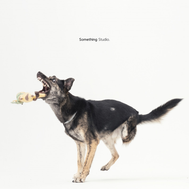 SOMETHINGSTUDIO,三牲工作室,三牲,中途攝影,寵物寫真,寵物攝影,寵物肖像,毛孩,毛孩寫真,汪星人,喵星人,兔星人,狗,米克斯,領養不棄養,領養代替購買