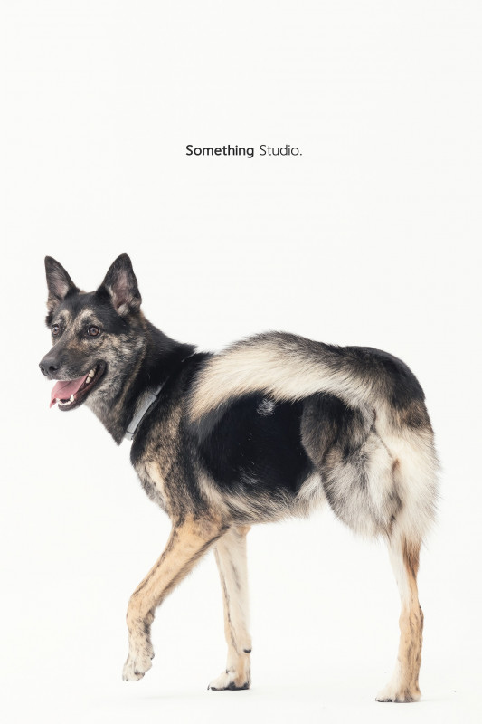 SOMETHINGSTUDIO,三牲工作室,三牲,中途攝影,寵物寫真,寵物攝影,寵物肖像,毛孩,毛孩寫真,汪星人,喵星人,兔星人,狗,米克斯,領養不棄養,領養代替購買