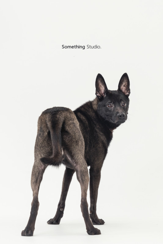 SOMETHINGSTUDIO,三牲工作室,三牲,中途攝影,寵物寫真,寵物攝影,寵物肖像,毛孩,毛孩寫真,汪星人,喵星人,兔星人,狗,米克斯,領養不棄養,領養代替購買