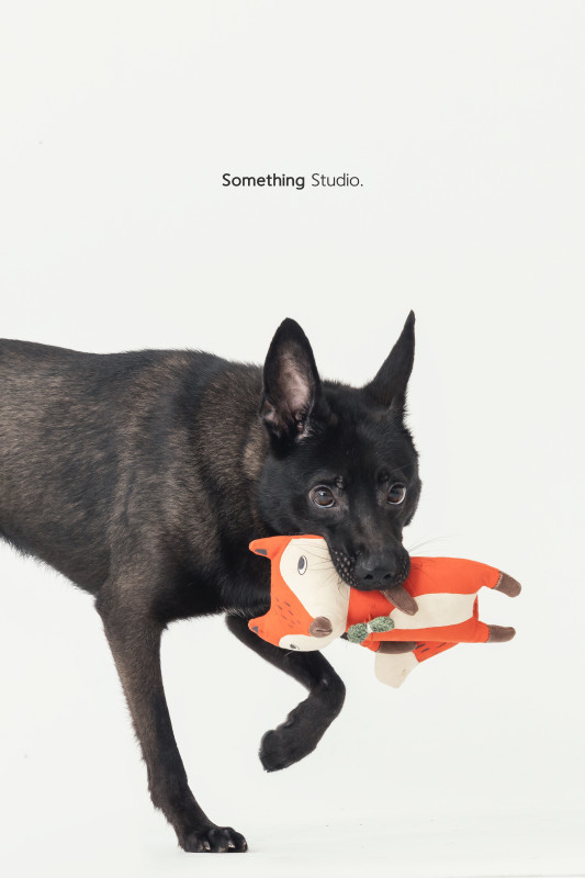SOMETHINGSTUDIO,三牲工作室,三牲,中途攝影,寵物寫真,寵物攝影,寵物肖像,毛孩,毛孩寫真,汪星人,喵星人,兔星人,狗,米克斯,領養不棄養,領養代替購買