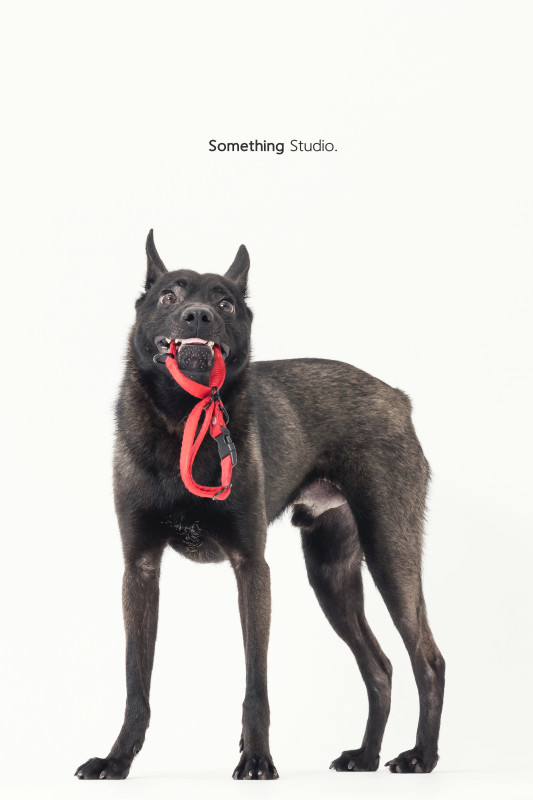 SOMETHINGSTUDIO,三牲工作室,三牲,中途攝影,寵物寫真,寵物攝影,寵物肖像,毛孩,毛孩寫真,汪星人,喵星人,兔星人,狗,米克斯,領養不棄養,領養代替購買