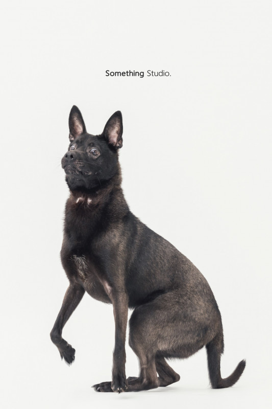 SOMETHINGSTUDIO,三牲工作室,三牲,中途攝影,寵物寫真,寵物攝影,寵物肖像,毛孩,毛孩寫真,汪星人,喵星人,兔星人,狗,米克斯,領養不棄養,領養代替購買