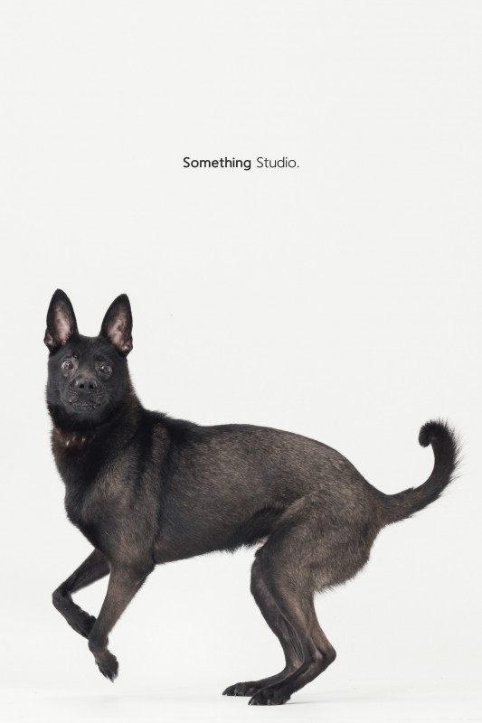 SOMETHINGSTUDIO,三牲工作室,三牲,中途攝影,寵物寫真,寵物攝影,寵物肖像,毛孩,毛孩寫真,汪星人,喵星人,兔星人,狗,米克斯,領養不棄養,領養代替購買