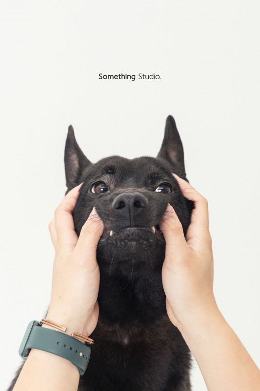 SOMETHINGSTUDIO,三牲工作室,三牲,中途攝影,寵物寫真,寵物攝影,寵物肖像,毛孩,毛孩寫真,汪星人,喵星人,兔星人,狗,米克斯,領養不棄養,領養代替購買