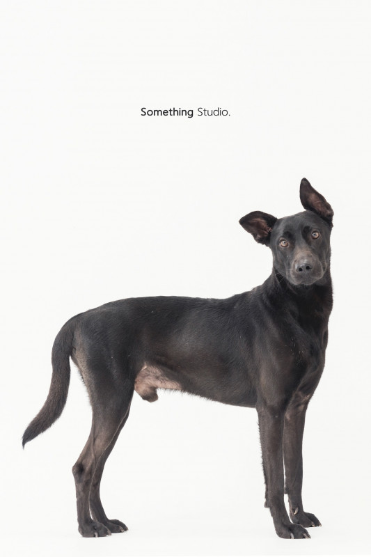 SOMETHINGSTUDIO,三牲工作室,三牲,中途攝影,寵物寫真,寵物攝影,寵物肖像,毛孩,毛孩寫真,汪星人,喵星人,兔星人,狗,米克斯,領養不棄養,領養代替購買