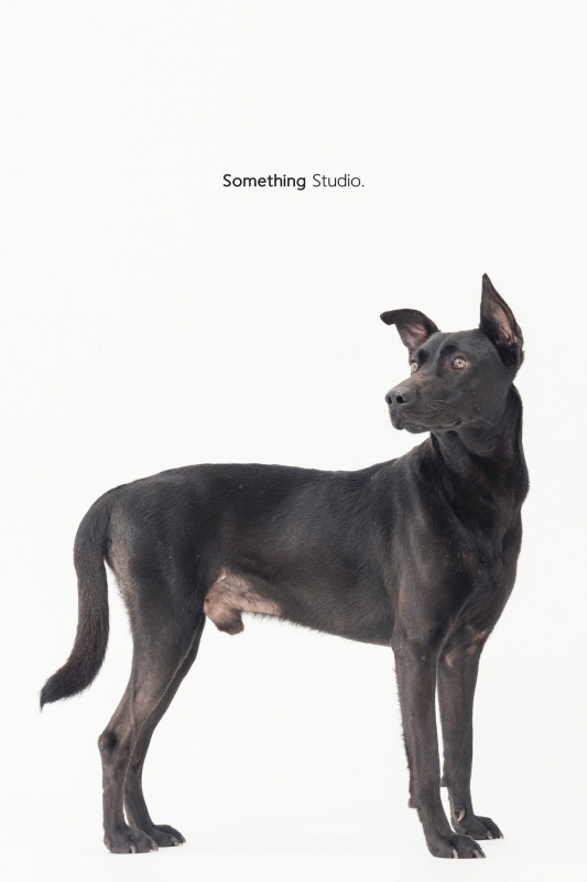 SOMETHINGSTUDIO,三牲工作室,三牲,中途攝影,寵物寫真,寵物攝影,寵物肖像,毛孩,毛孩寫真,汪星人,喵星人,兔星人,狗,米克斯,領養不棄養,領養代替購買