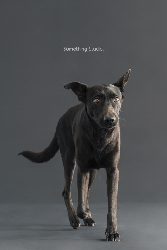 SOMETHINGSTUDIO,三牲工作室,三牲,中途攝影,寵物寫真,寵物攝影,寵物肖像,毛孩,毛孩寫真,汪星人,喵星人,兔星人,狗,米克斯,領養不棄養,領養代替購買