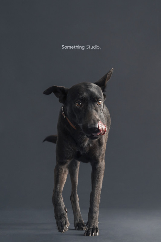 SOMETHINGSTUDIO,三牲工作室,三牲,中途攝影,寵物寫真,寵物攝影,寵物肖像,毛孩,毛孩寫真,汪星人,喵星人,兔星人,狗,米克斯,領養不棄養,領養代替購買