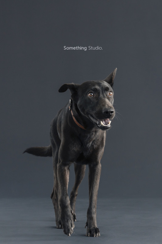 SOMETHINGSTUDIO,三牲工作室,三牲,中途攝影,寵物寫真,寵物攝影,寵物肖像,毛孩,毛孩寫真,汪星人,喵星人,兔星人,狗,米克斯,領養不棄養,領養代替購買