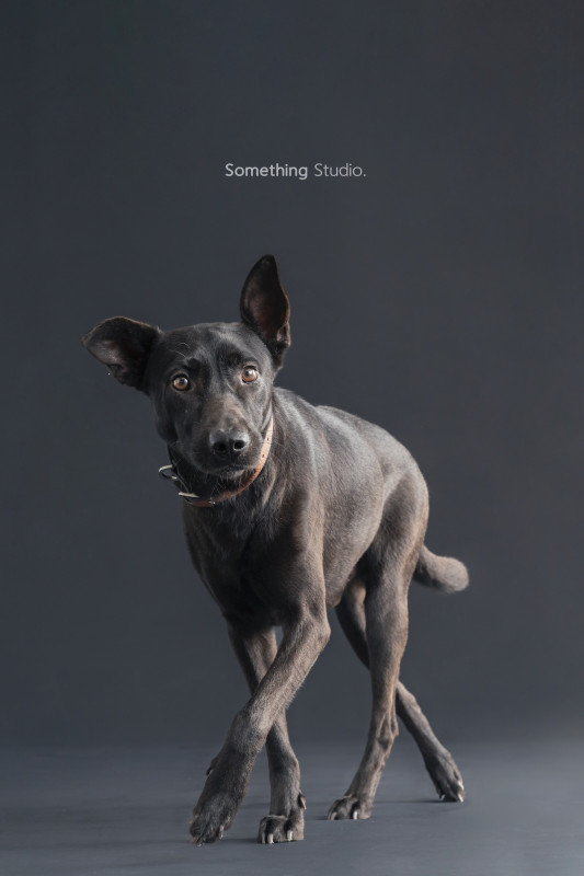 SOMETHINGSTUDIO,三牲工作室,三牲,中途攝影,寵物寫真,寵物攝影,寵物肖像,毛孩,毛孩寫真,汪星人,喵星人,兔星人,狗,米克斯,領養不棄養,領養代替購買
