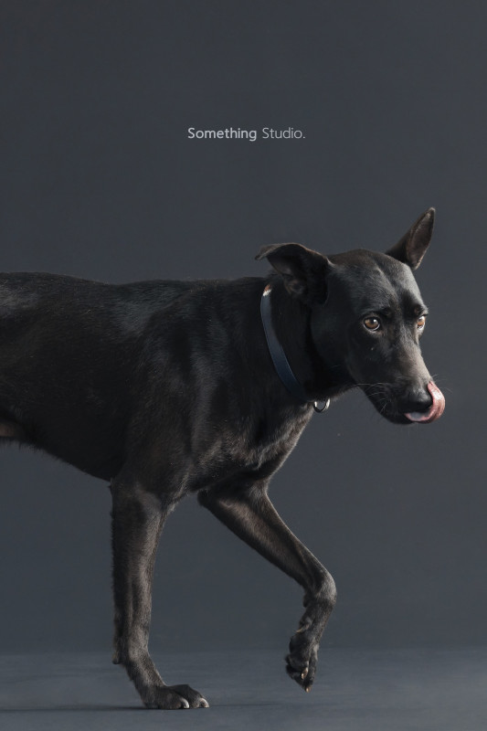SOMETHINGSTUDIO,三牲工作室,三牲,中途攝影,寵物寫真,寵物攝影,寵物肖像,毛孩,毛孩寫真,汪星人,喵星人,兔星人,狗,米克斯,領養不棄養,領養代替購買