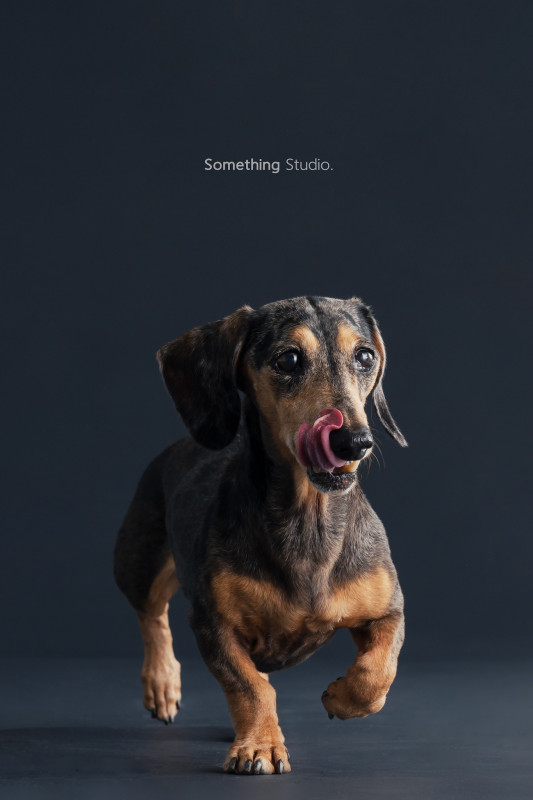 SOMETHINGSTUDIO,三牲工作室,三牲,中途攝影,寵物寫真,寵物攝影,寵物肖像,毛孩,毛孩寫真,汪星人,喵星人,兔星人,狗,米克斯,領養不棄養,領養代替購買