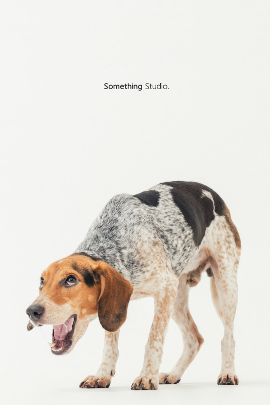 SOMETHINGSTUDIO,三牲工作室,三牲,中途攝影,寵物寫真,寵物攝影,寵物肖像,毛孩,毛孩寫真,汪星人,喵星人,兔星人,狗,米克斯,領養不棄養,領養代替購買
