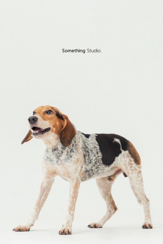 SOMETHINGSTUDIO,三牲工作室,三牲,中途攝影,寵物寫真,寵物攝影,寵物肖像,毛孩,毛孩寫真,汪星人,喵星人,兔星人,狗,米克斯,領養不棄養,領養代替購買