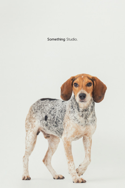 SOMETHINGSTUDIO,三牲工作室,三牲,中途攝影,寵物寫真,寵物攝影,寵物肖像,毛孩,毛孩寫真,汪星人,喵星人,兔星人,狗,米克斯,領養不棄養,領養代替購買