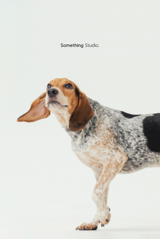 SOMETHINGSTUDIO,三牲工作室,三牲,中途攝影,寵物寫真,寵物攝影,寵物肖像,毛孩,毛孩寫真,汪星人,喵星人,兔星人,狗,米克斯,領養不棄養,領養代替購買